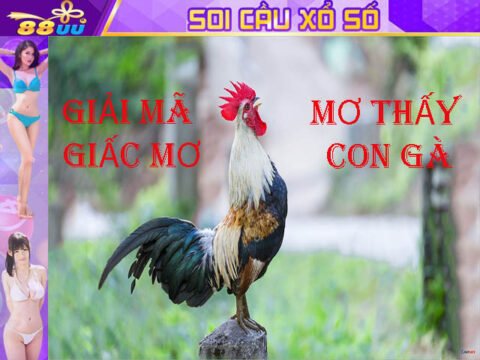 Giải Mã Giấc Mơ Lô Đề: Mơ Thấy Con Gà Đánh Số Gì?