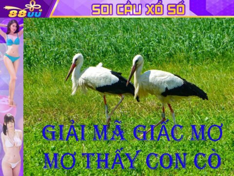 Giải Mã Giấc Mơ Lô Đề: Mơ Thấy Con Cò Đánh Số Gì?